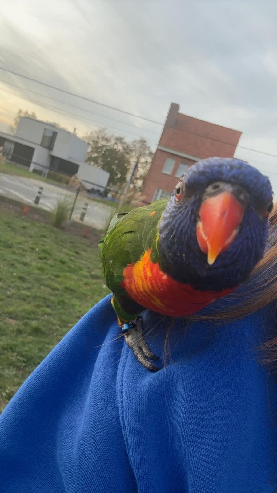 Lori van de blauwe bergen, Dieren en Toebehoren, Tam