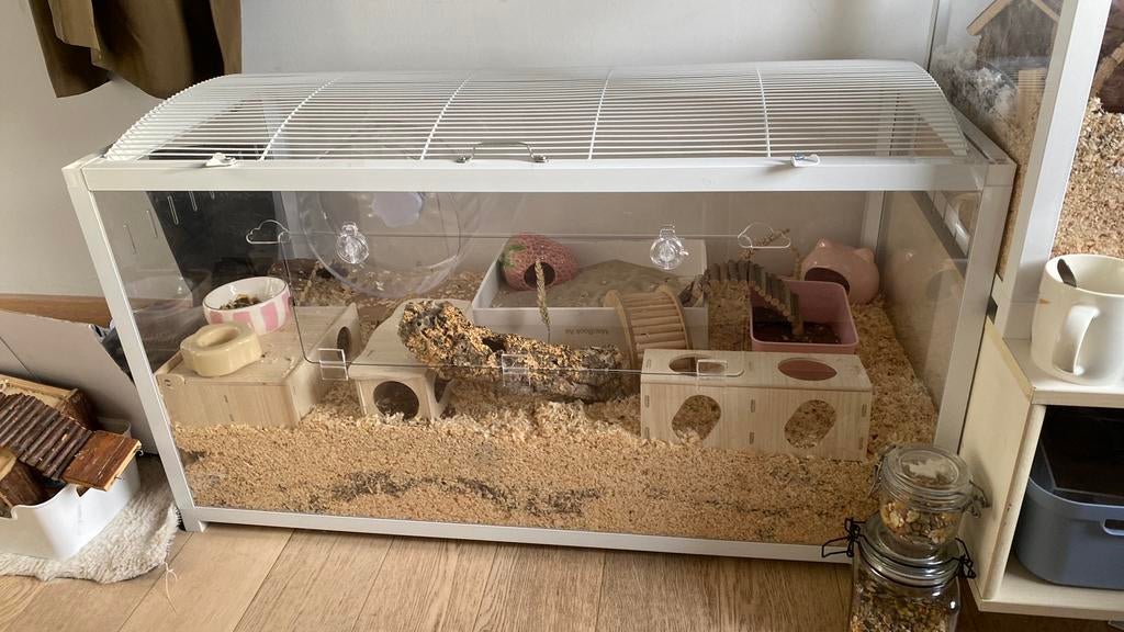 Milo zoekt een nieuw en vast thuis, Hamster, Août, Mâle, Domestique