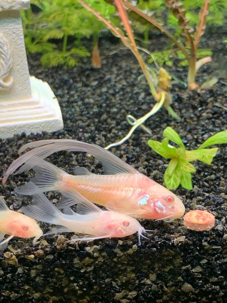 Longfin, Zoetwatervis