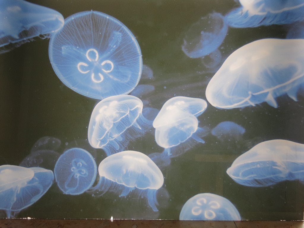 zeefdruk op plexi, Antiquités & Art, Enlèvement, Animaux et nature, Sérigraphie