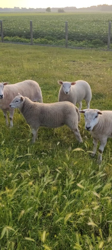 Texel lam, Dieren en Toebehoren, Mannelijk, Schaap, 0 tot 2 jaar