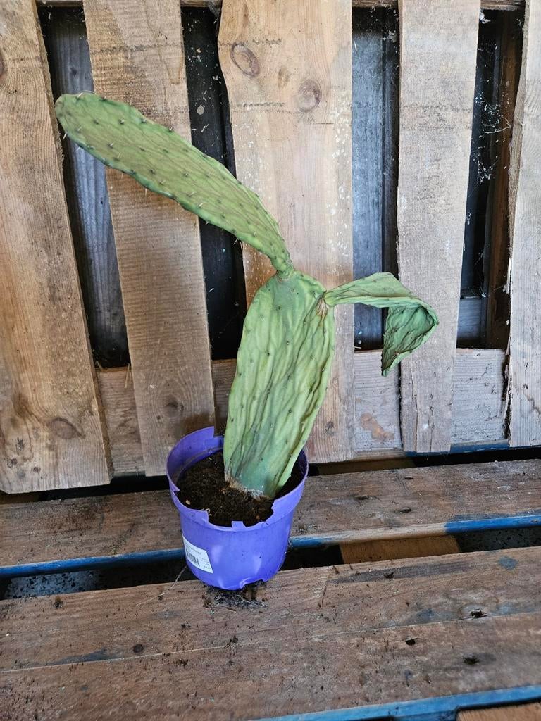 Vijgencactus, Enlèvement