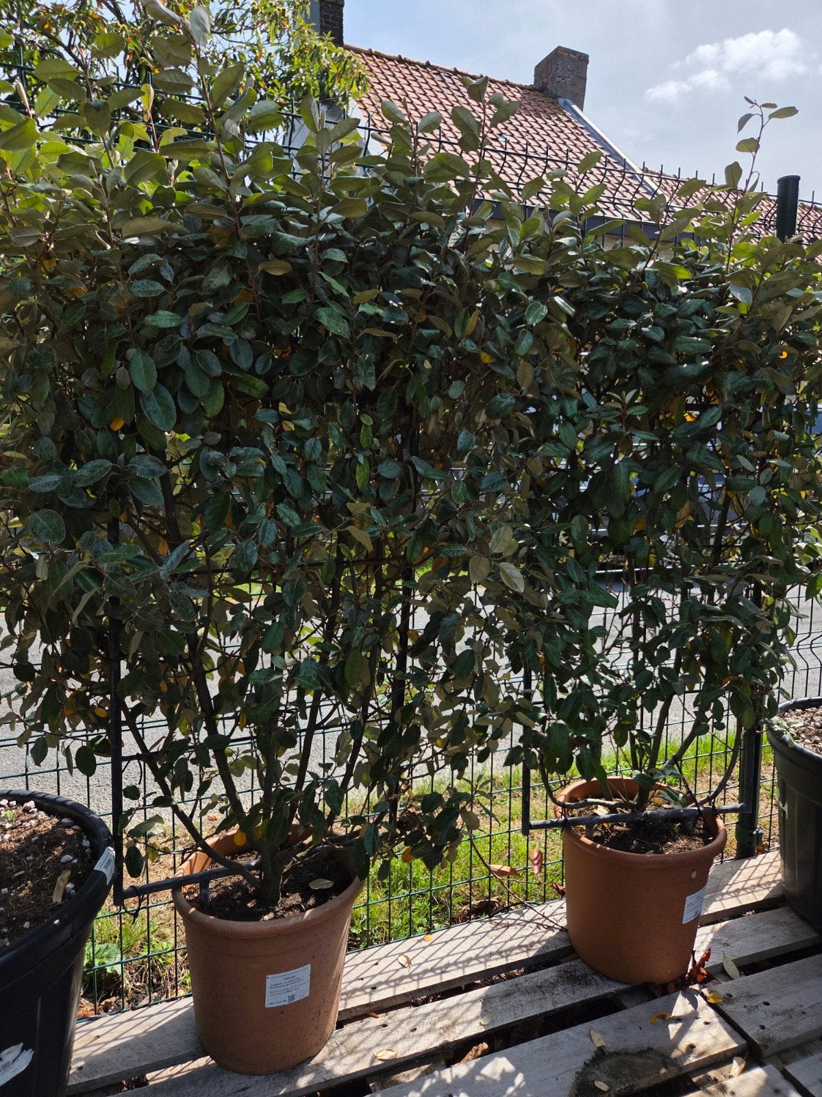 Olijfwilg - Elaegnus Ebbingei compacta, Tuin en Terras, Ophalen