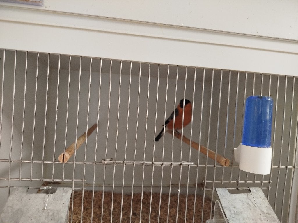 Goudvink wildkleur man, Dieren en Toebehoren