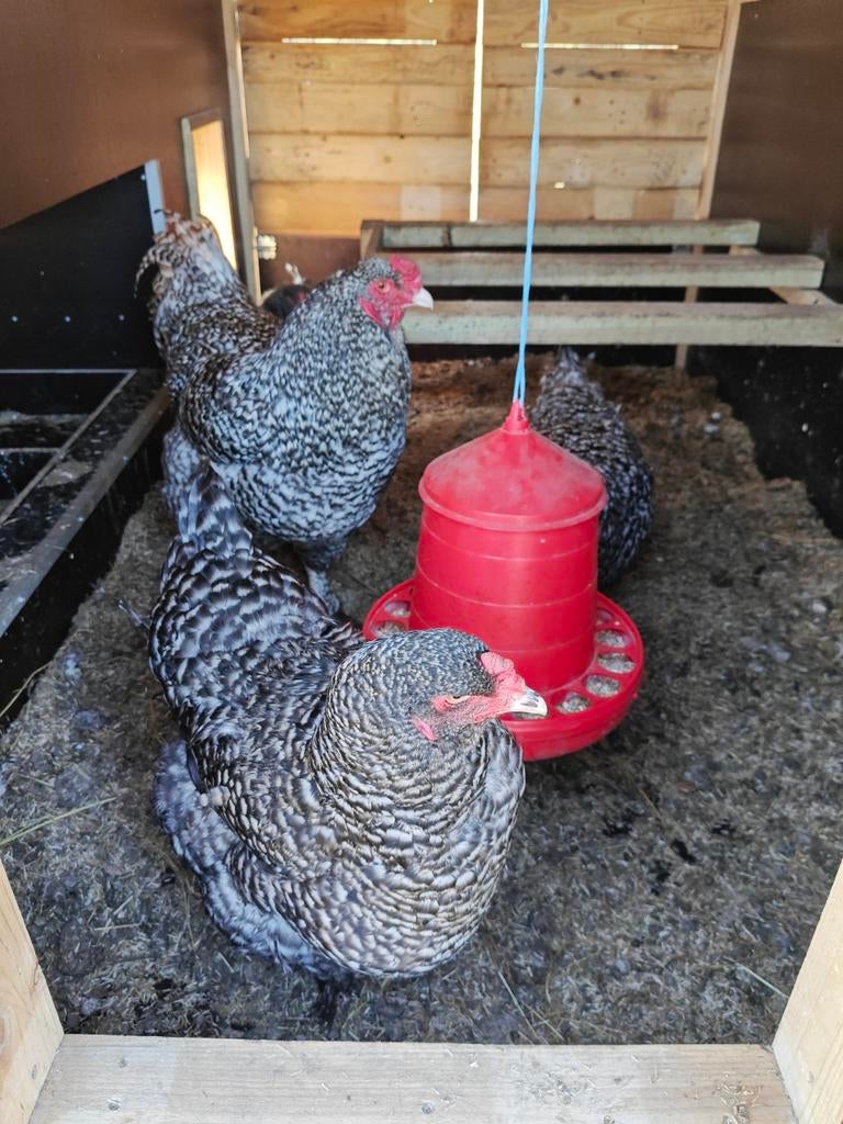 Toom Mechelse Kalkoenkop, Dieren en Toebehoren, Pluimvee, Meerdere dieren, Kip