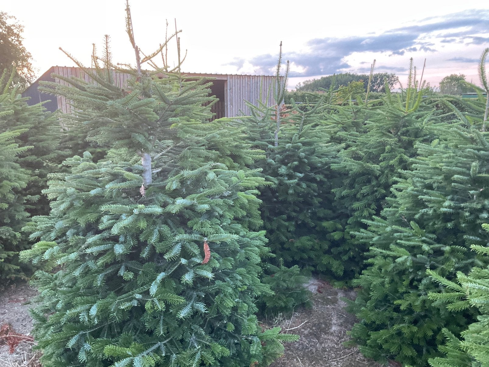 Kerstbomen, Tuin en Terras, Planten | Struiken en Hagen, Ophalen
