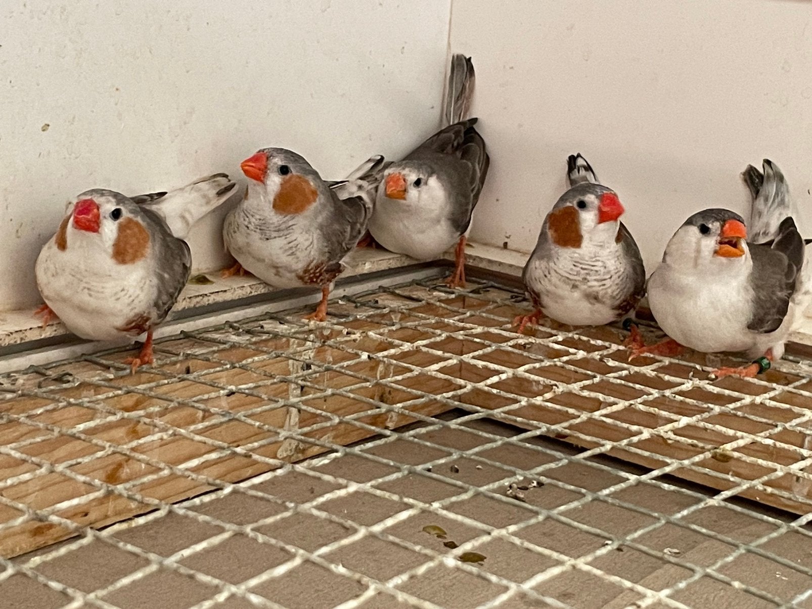 Witborst zebravinken, Dieren en Toebehoren, Vogels | Overige Vogels