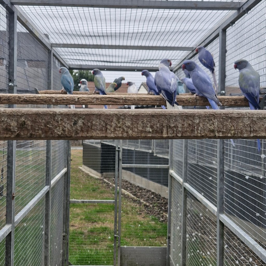 Halsband parkieten, Meerdere dieren, Parkiet, Geringd