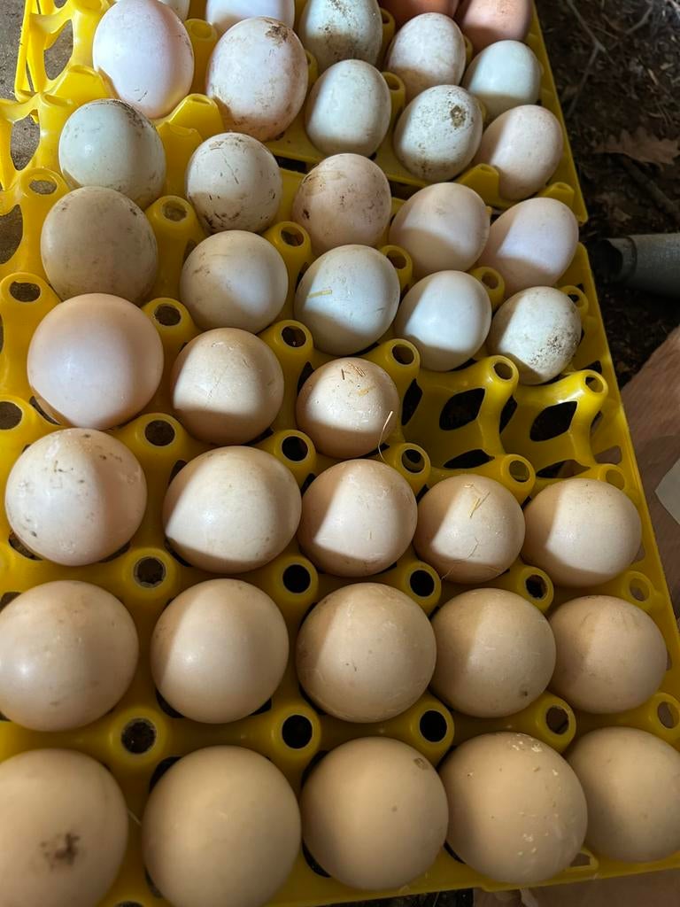 Broed eieren, Dieren en Toebehoren, Eend