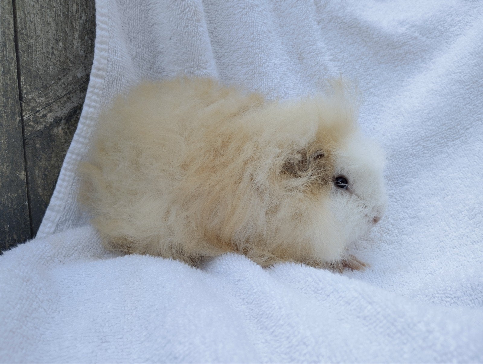Ch Teddy cavia beertje te koop, Juin, Mâle, Cobaye
