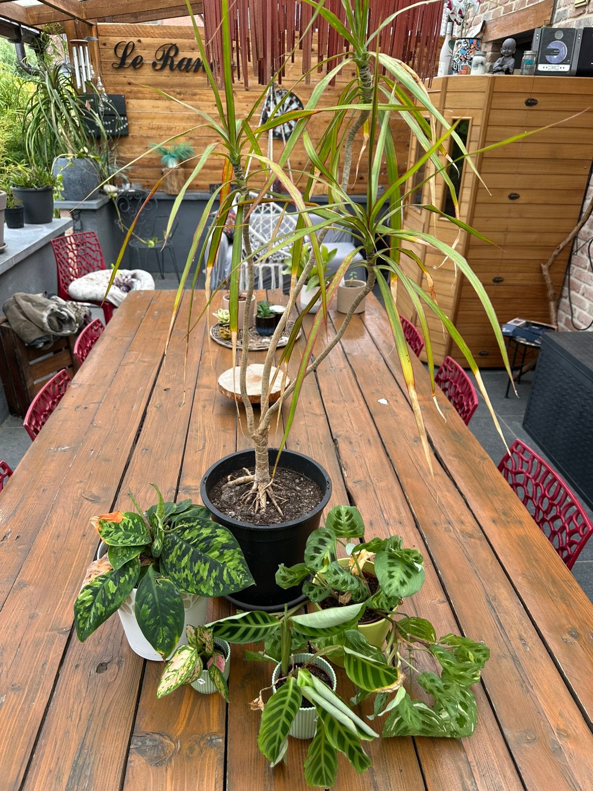 Lot de 6 plantes exotiques, Autres espèces, En pot, Moins de 100 cm, Enlèvement