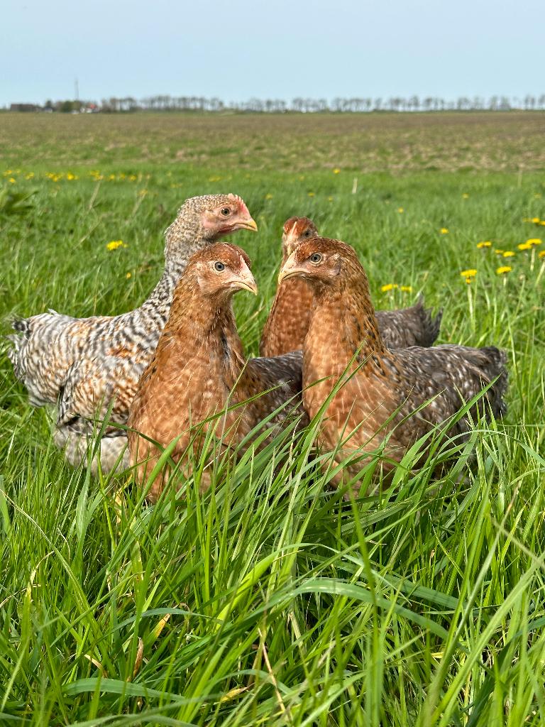 Jonge tamme Bielefelder kippen gesekst & ingeënt, Animaux & Accessoires, Femelle, Poule ou poulet