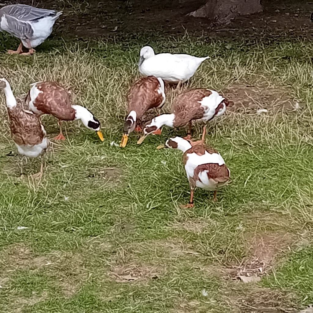 Loopeenden, Animaux & Accessoires, Volatiles, Plusieurs animaux, Canard