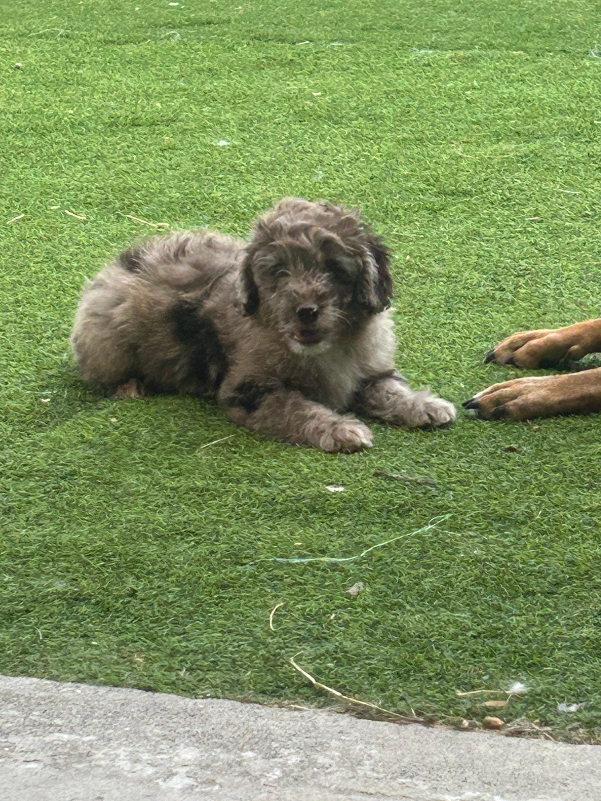 Red merle doodle reu, Chien (mâle), Caniche, Belgique, Un chien