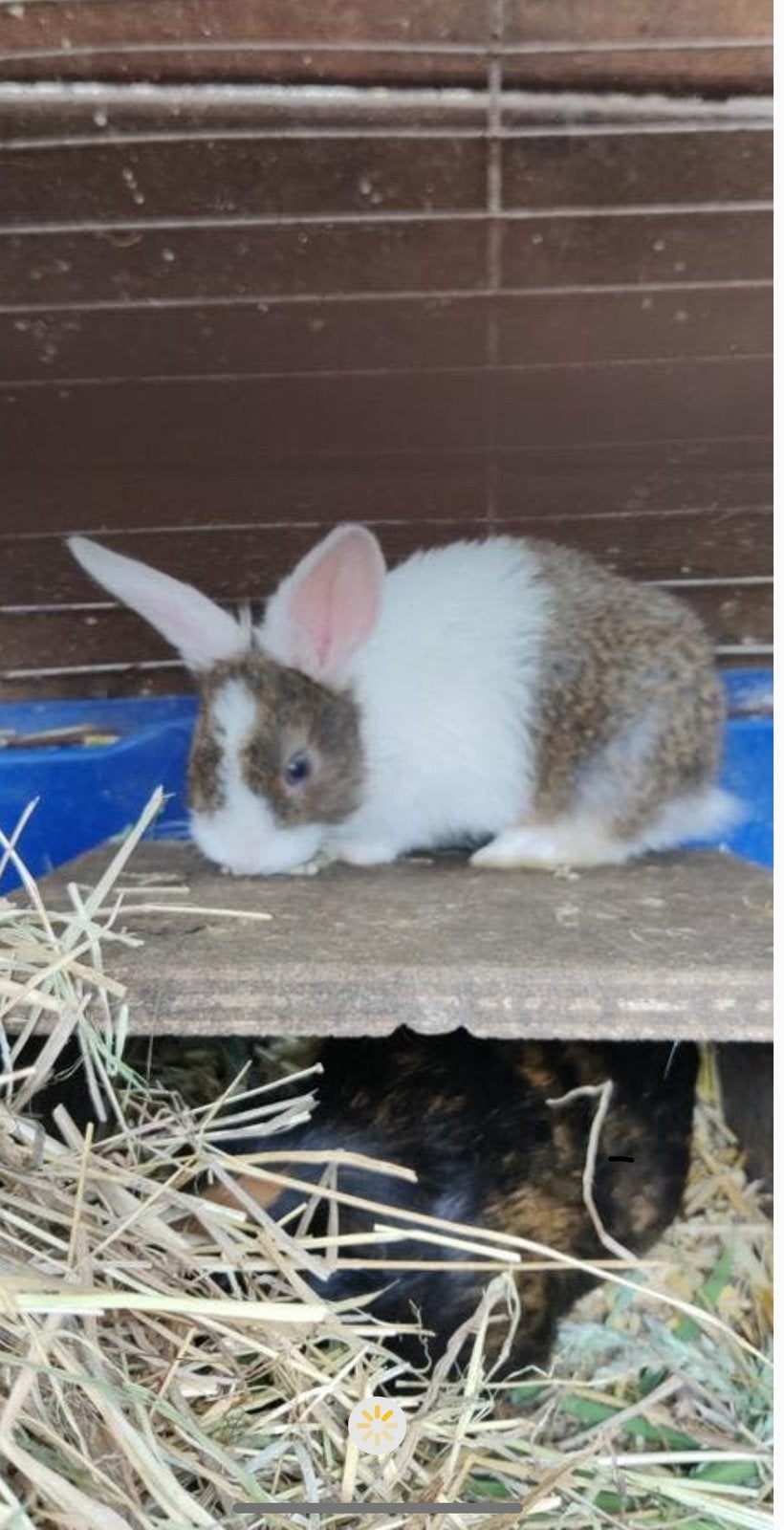 Gratis zijn der twee, Dieren en Toebehoren