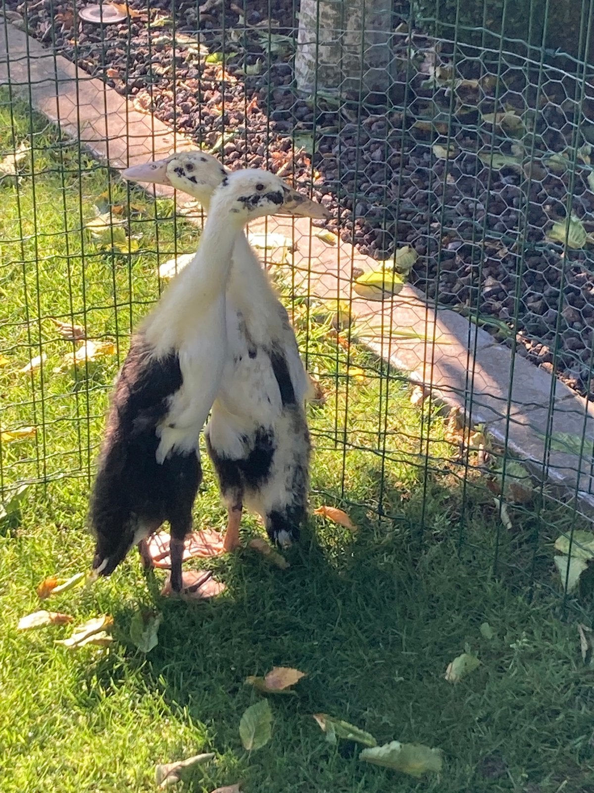 Indische loopeenden, Dieren en Toebehoren