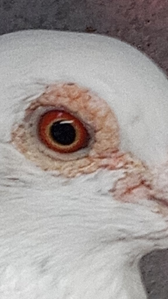 Twee koppels witte postduiven, Dieren en Toebehoren, Vogels | Duiven, Meerdere dieren, Postduif