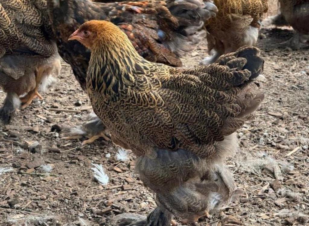 Hen 8 maanden, Kip