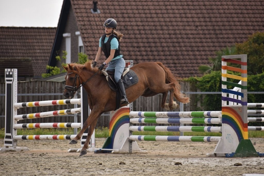 Leuke d pony te koop, Avec puce électronique, Poney de dressage, 11 ans ou plus, L