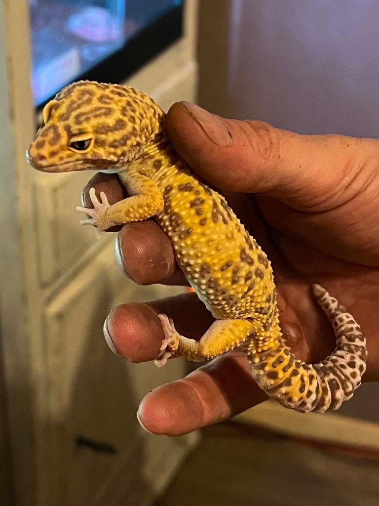3 Volwassen gekko mannen te koop., Hagedis, Tam, 0 tot 2 jaar