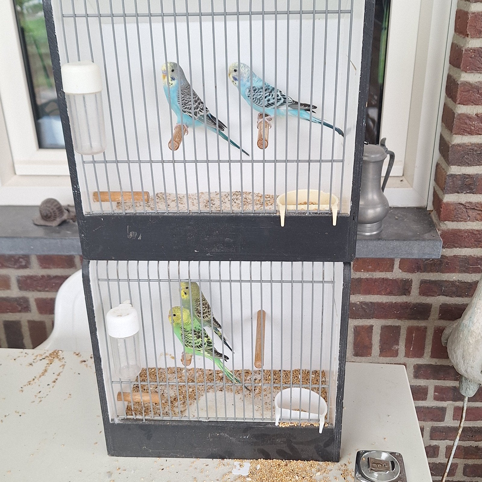 4 kleur grasparkieten te koop