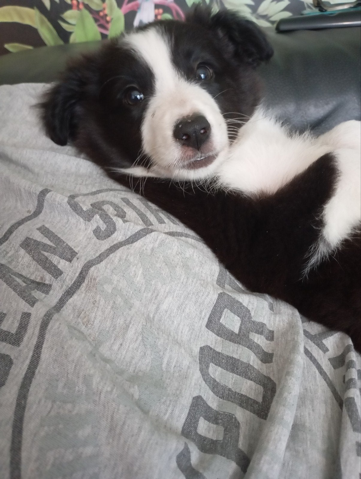 Peluche Border Collie, Ophalen of Verzenden, Nieuw