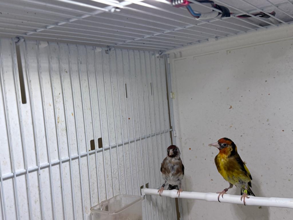 Cage avec couple en france, Enlèvement