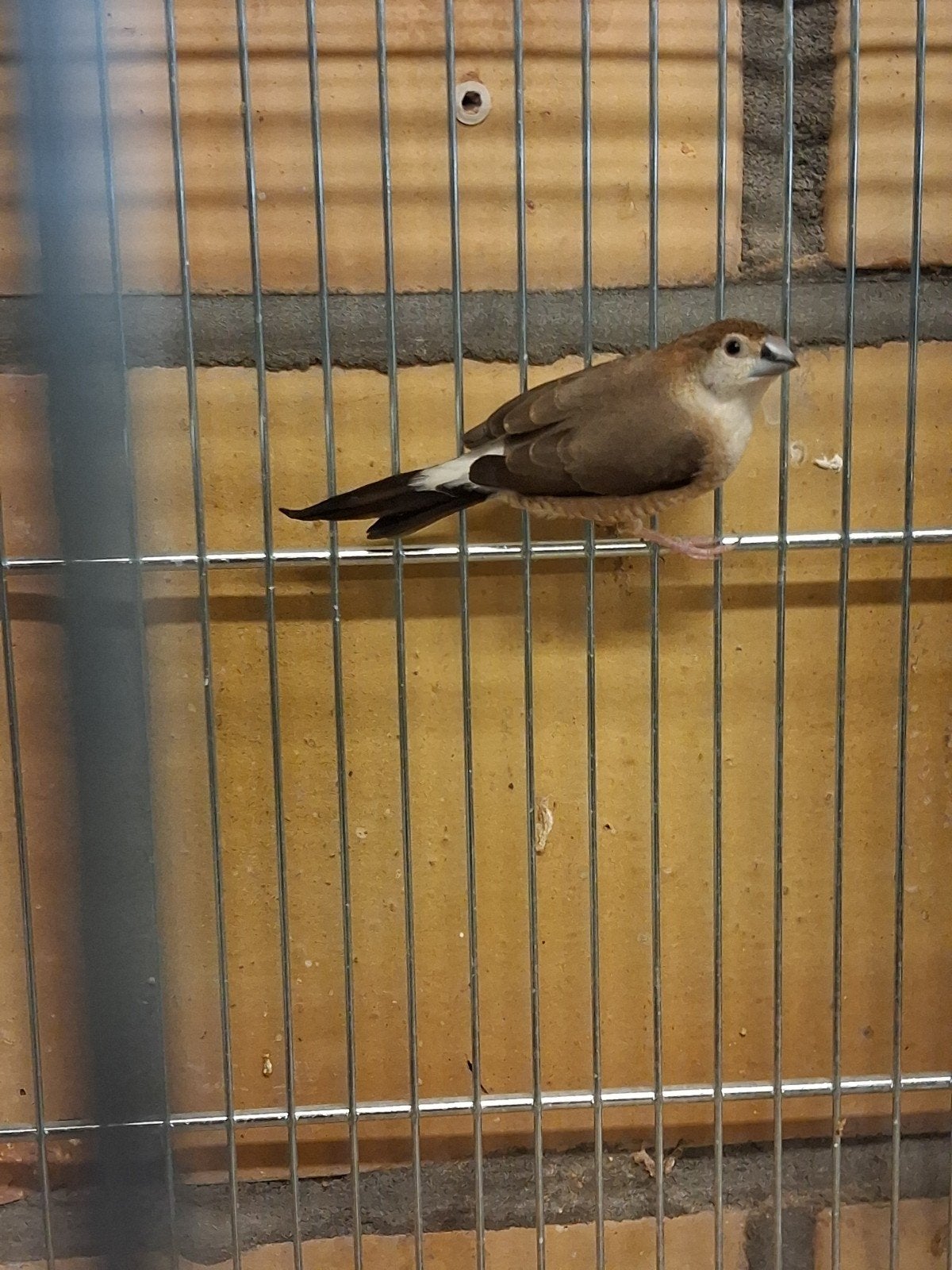 Loodbekje, Dieren en Toebehoren, Mannelijk, Tropenvogel, Geringd