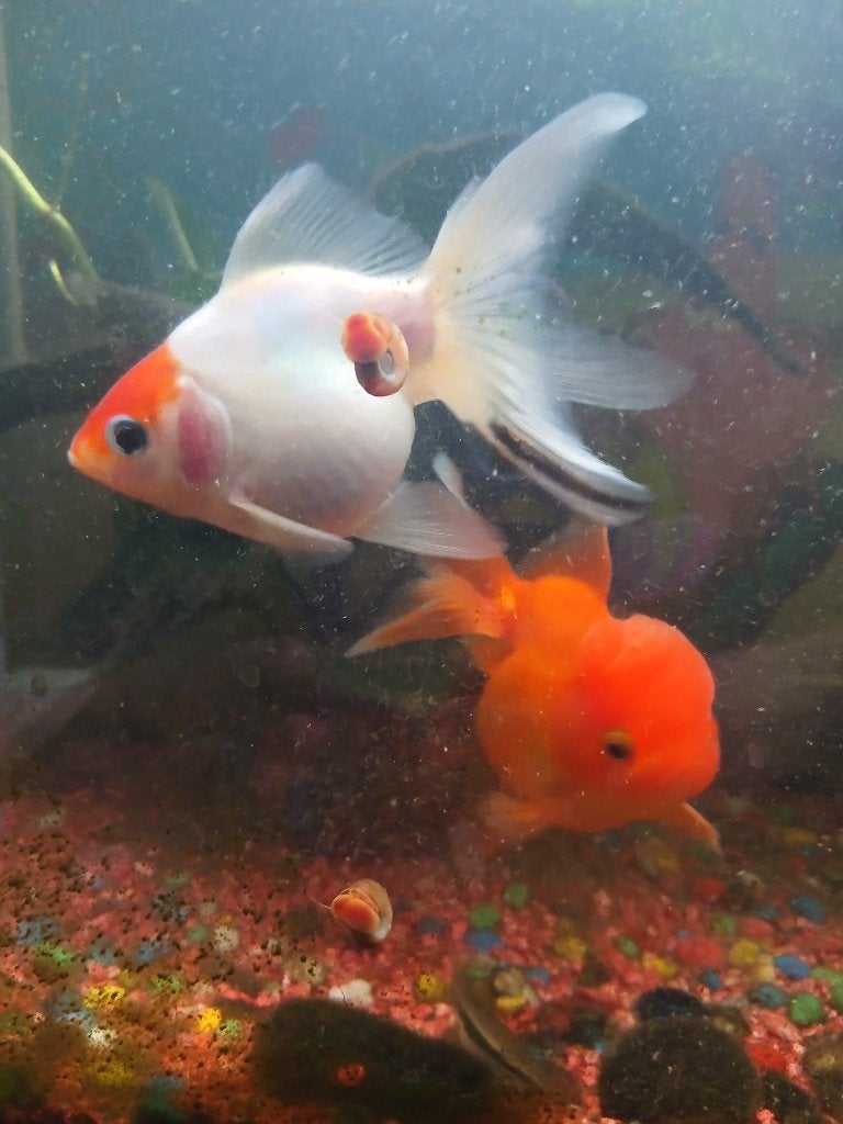 2 Sluiervis  goud  en mix met wit, Dieren en Toebehoren, Vis, Zoetwatervis