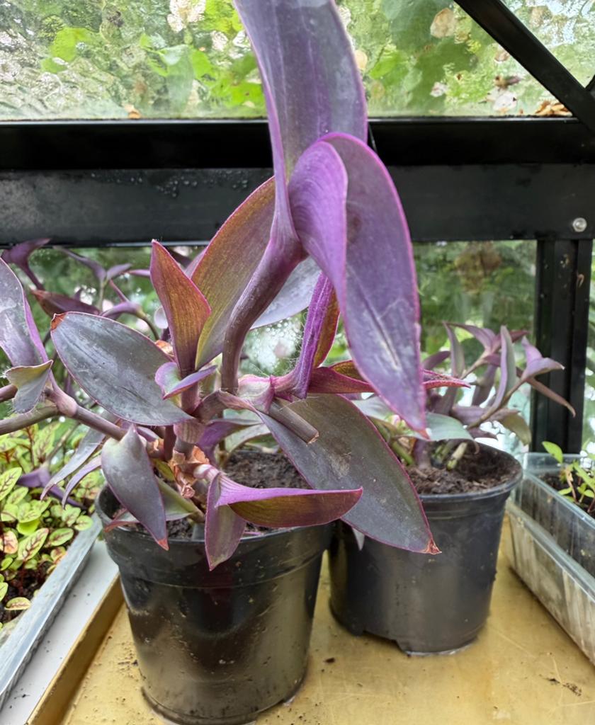 Tradenscantia / vaderplant, Ophalen