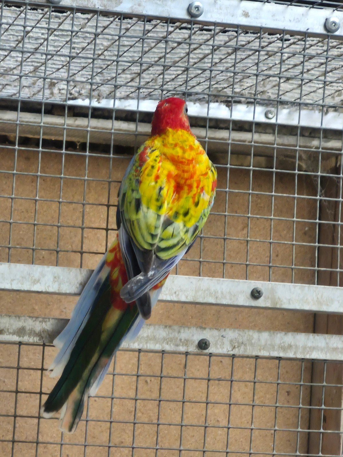 Rosella's