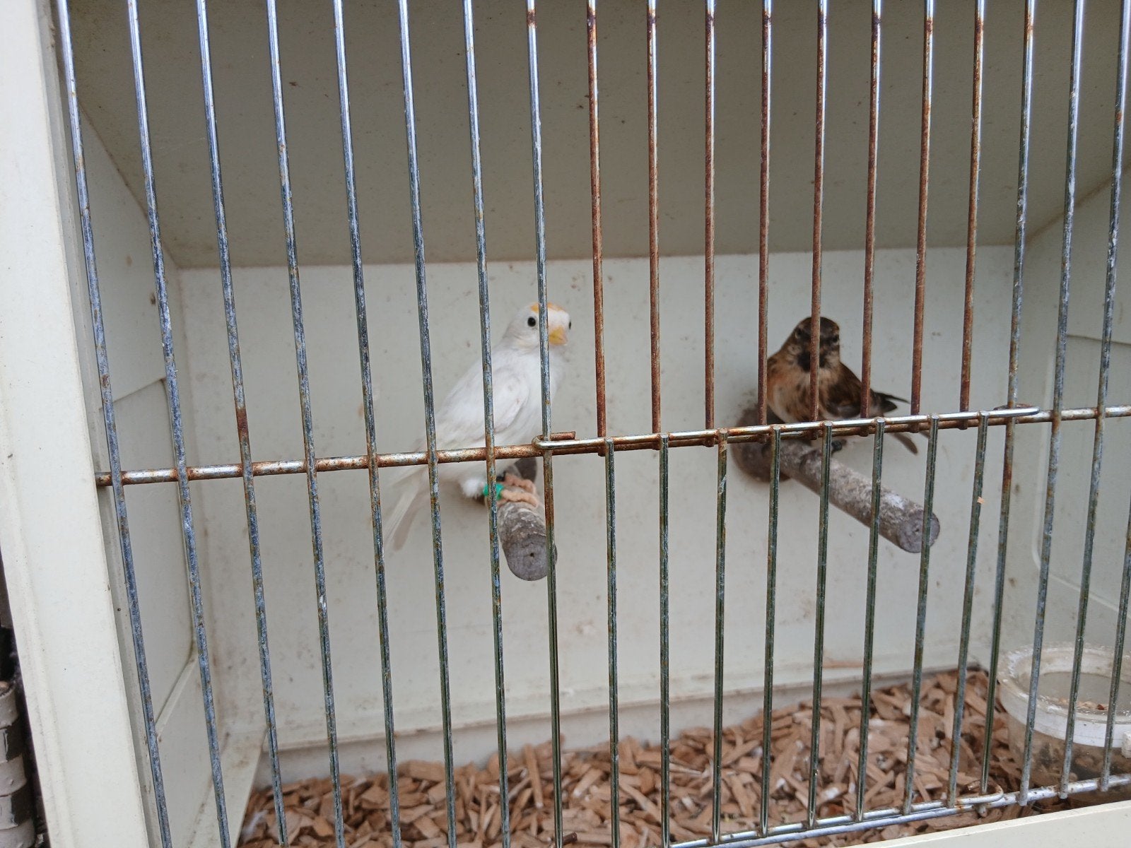 Koppel barmsijzen., Dieren en Toebehoren