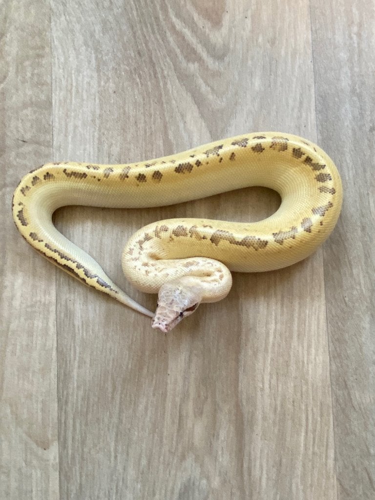 Python brongersmai, Animaux & Accessoires, Reptiles & Amphibiens