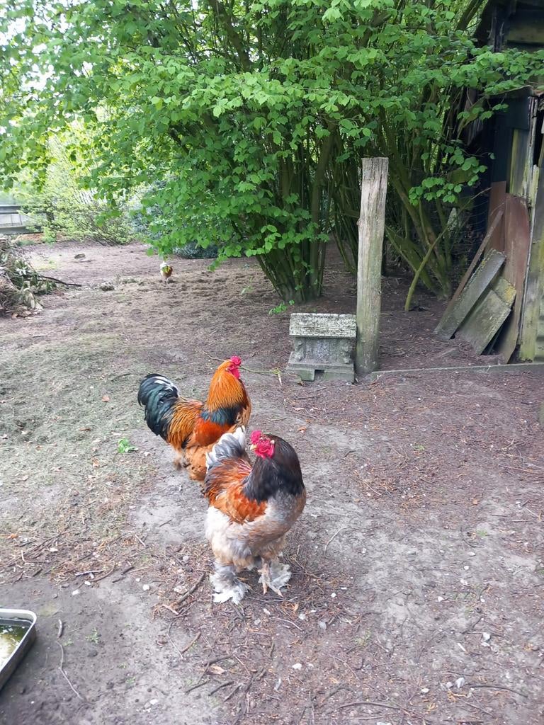 2 mooie hanen, Dieren en Toebehoren, Pluimvee