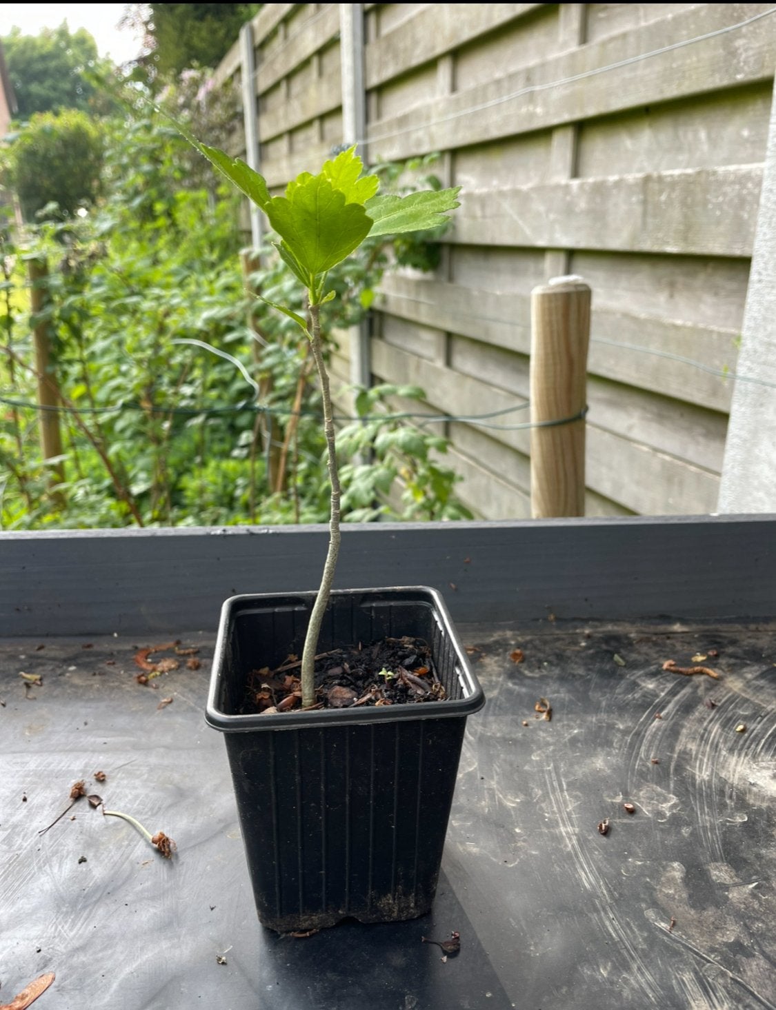 Mooie Hibiscus plantjes 20 cm, Jardin & Terrasse, Plantes | Jardin, Enlèvement, Plante fixe, Autres espèces