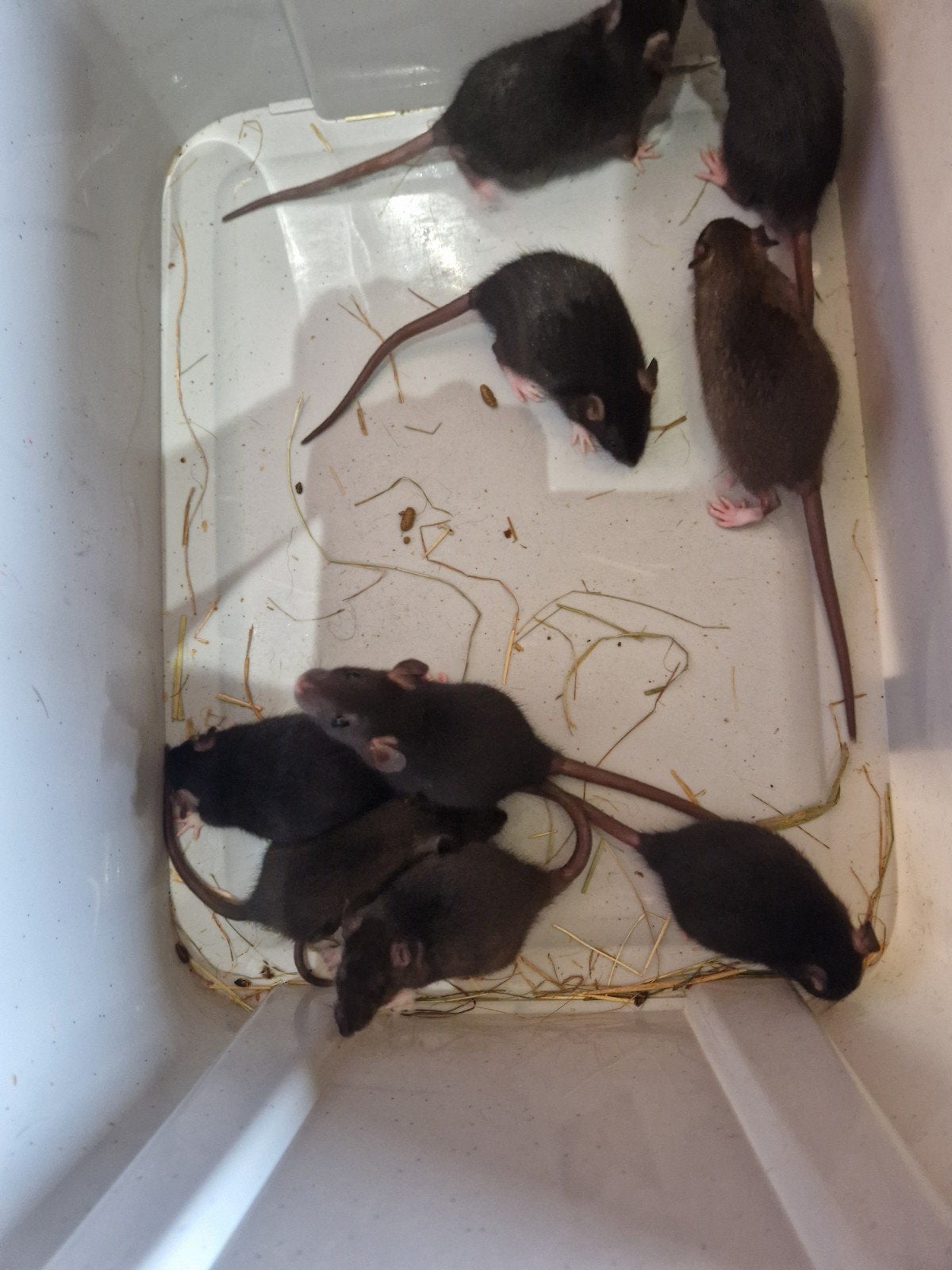 tamme ratjes., Juillet, Mâle, Domestique