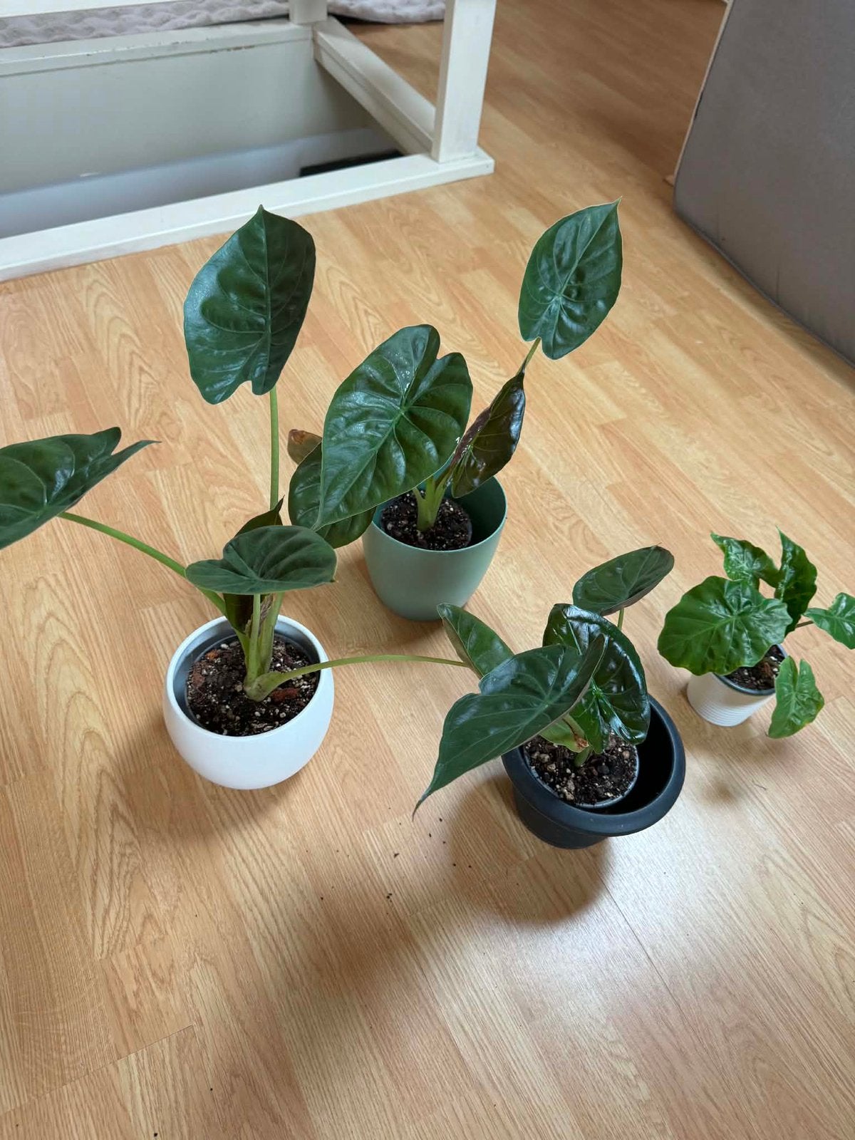 Alocasia, Enlèvement ou Envoi