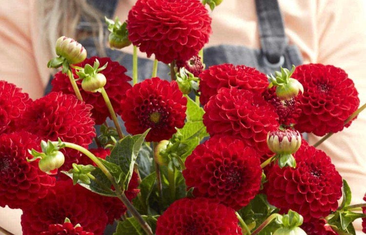 Rode pompon dahlia, Ophalen of Verzenden