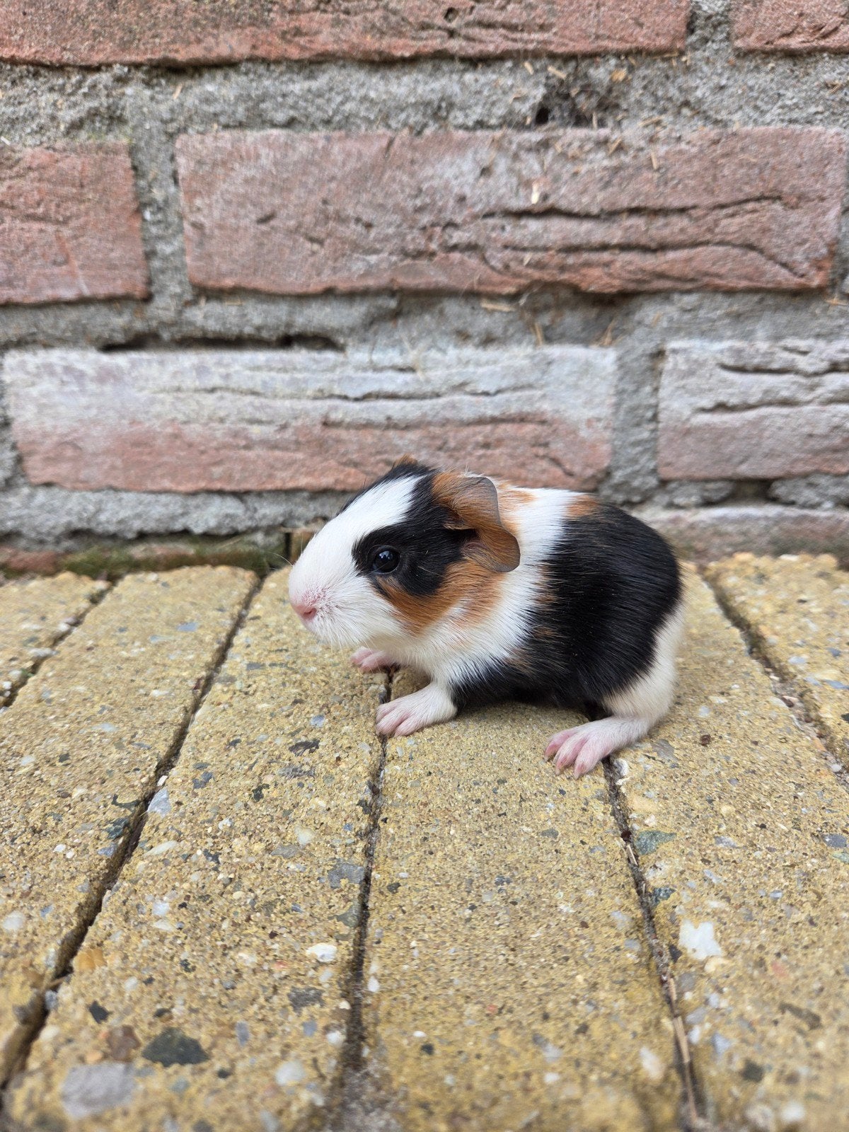 Jong cavia zeugje, Animaux & Accessoires, Rongeurs, Juillet, Cobaye, Domestique
