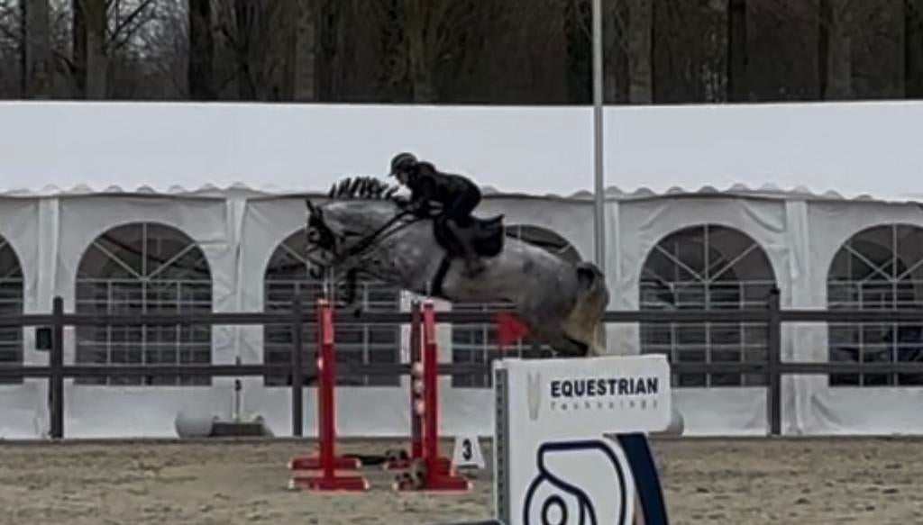 7 jarige springpaard zangersheide, Animaux & Accessoires, Chevaux, Hongre, M, Cheval de saut