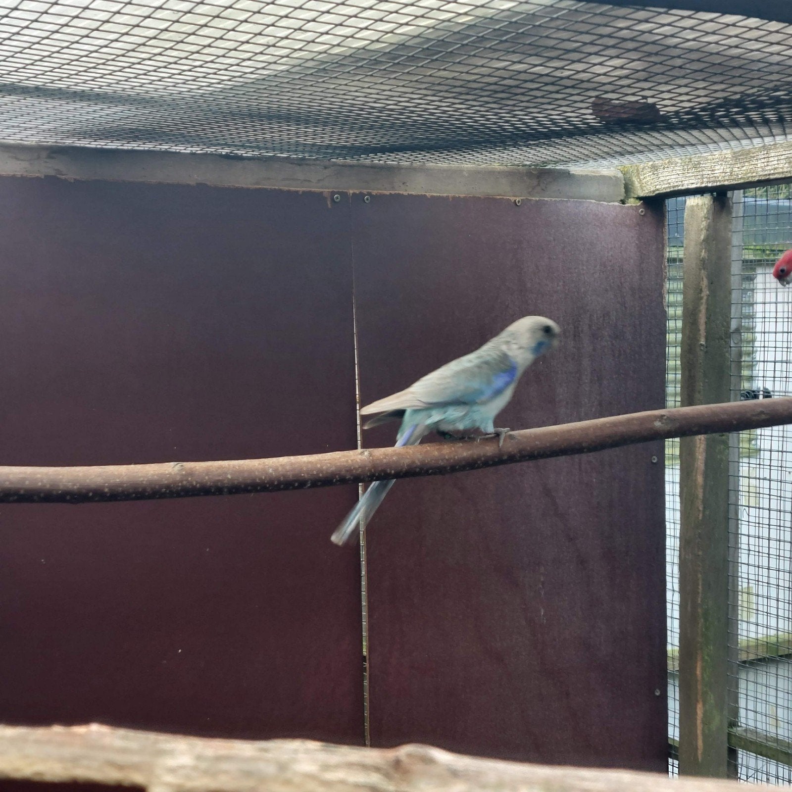 rosella blauw/ grijs, Dieren en Toebehoren, Mannelijk, Parkiet, Geringd