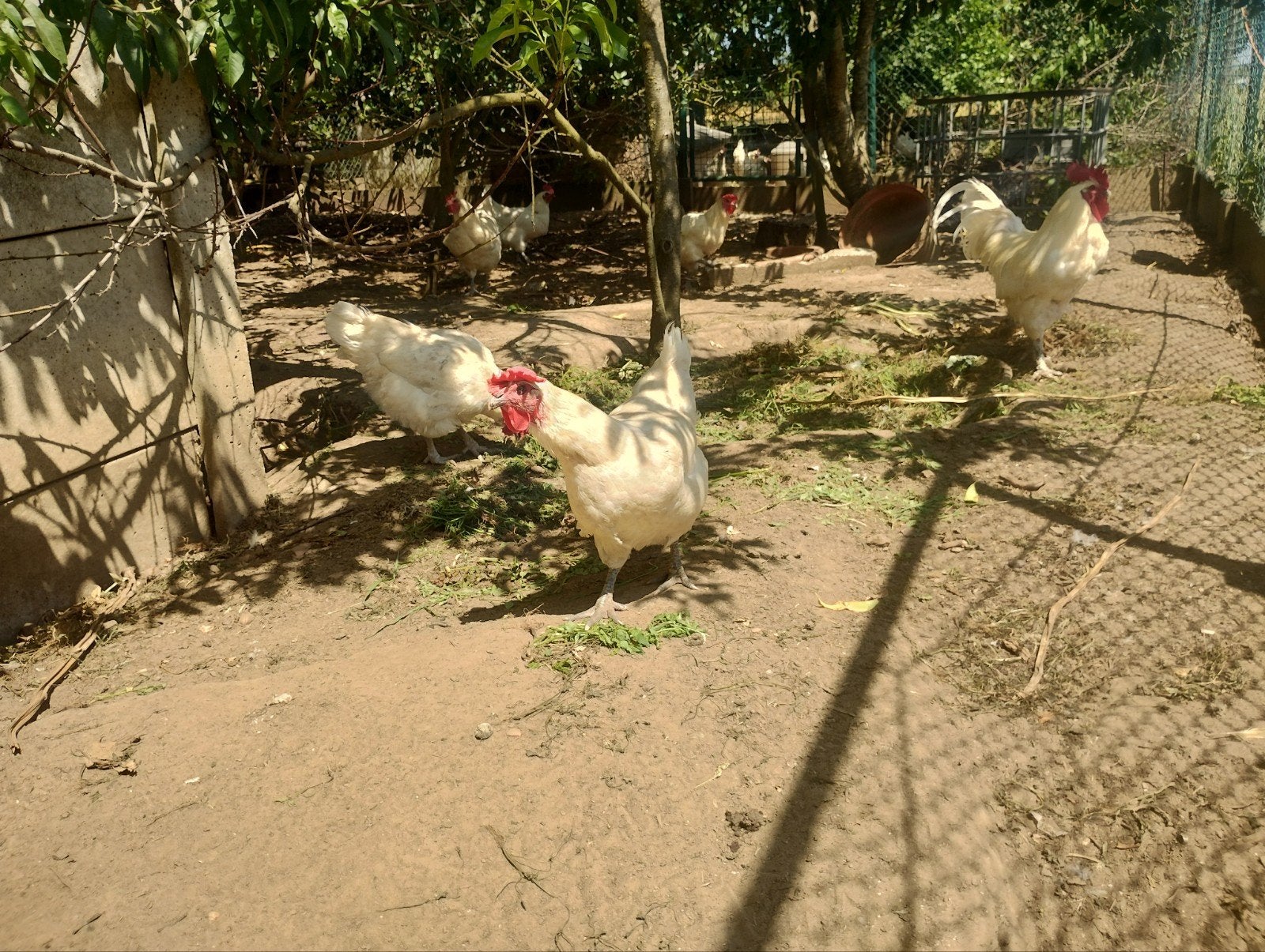 Poule de bresse âgée de 2 à 3 ans, en raison du déclin, Animaux & Accessoires, Volatiles, Poule ou poulet, Femelle