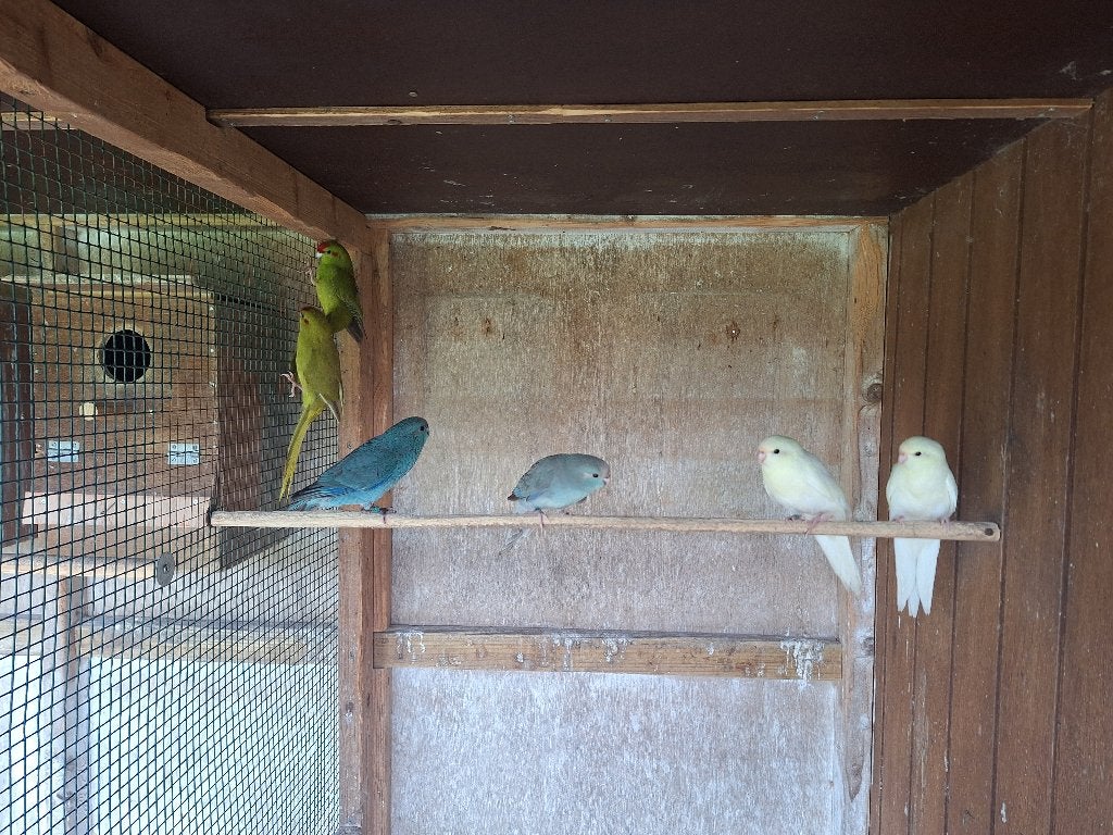 Kakariki's, Plusieurs animaux, Perruche, Bagué