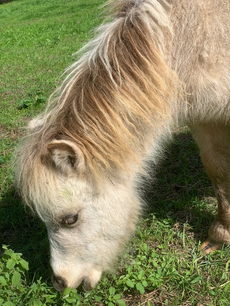 Veulentjes, Étalon, Avec puce électronique