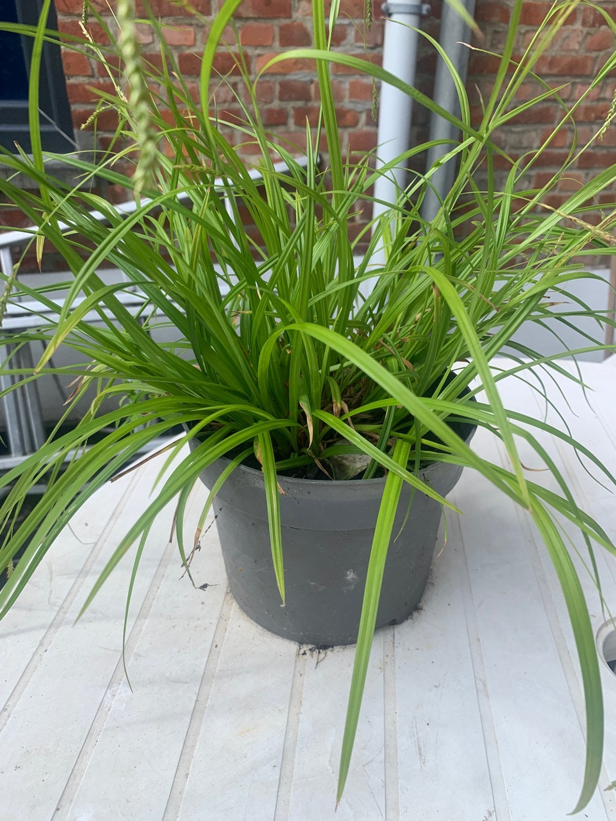 Graminées ornementales, Jardin & Terrasse, Plantes | Jardin, Graminées ornementales, Plein soleil, Enlèvement