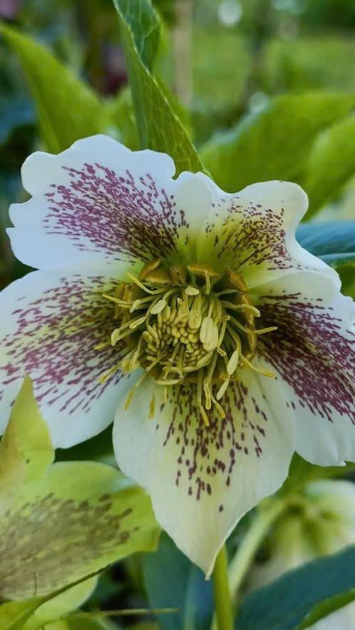 Helleborus plantjes, vanaf 1 euro, Tuin en Terras, Vaste plant, Halfschaduw, Lente, Ophalen