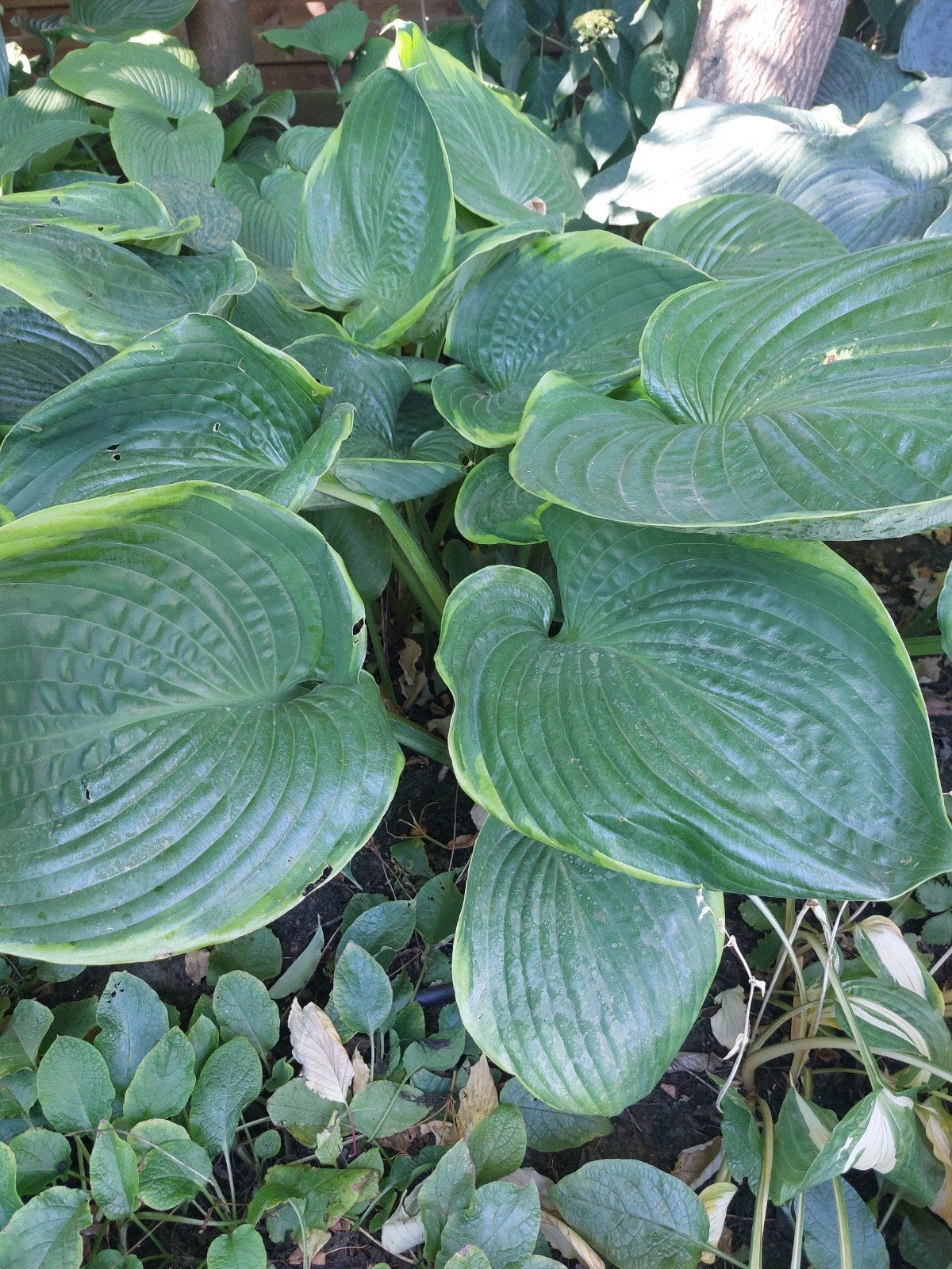 grootbladige hosta'S h.1m en blad 35cm alles aan 110€(15soor, Tuin en Terras, Ophalen