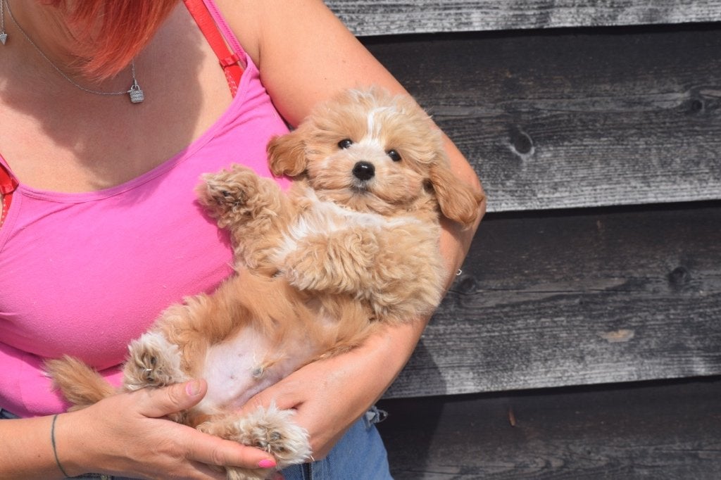 Maltipoo pups diverse kleuren, België, 15 weken tot 1 jaar, CDV (hondenziekte), Meerdere