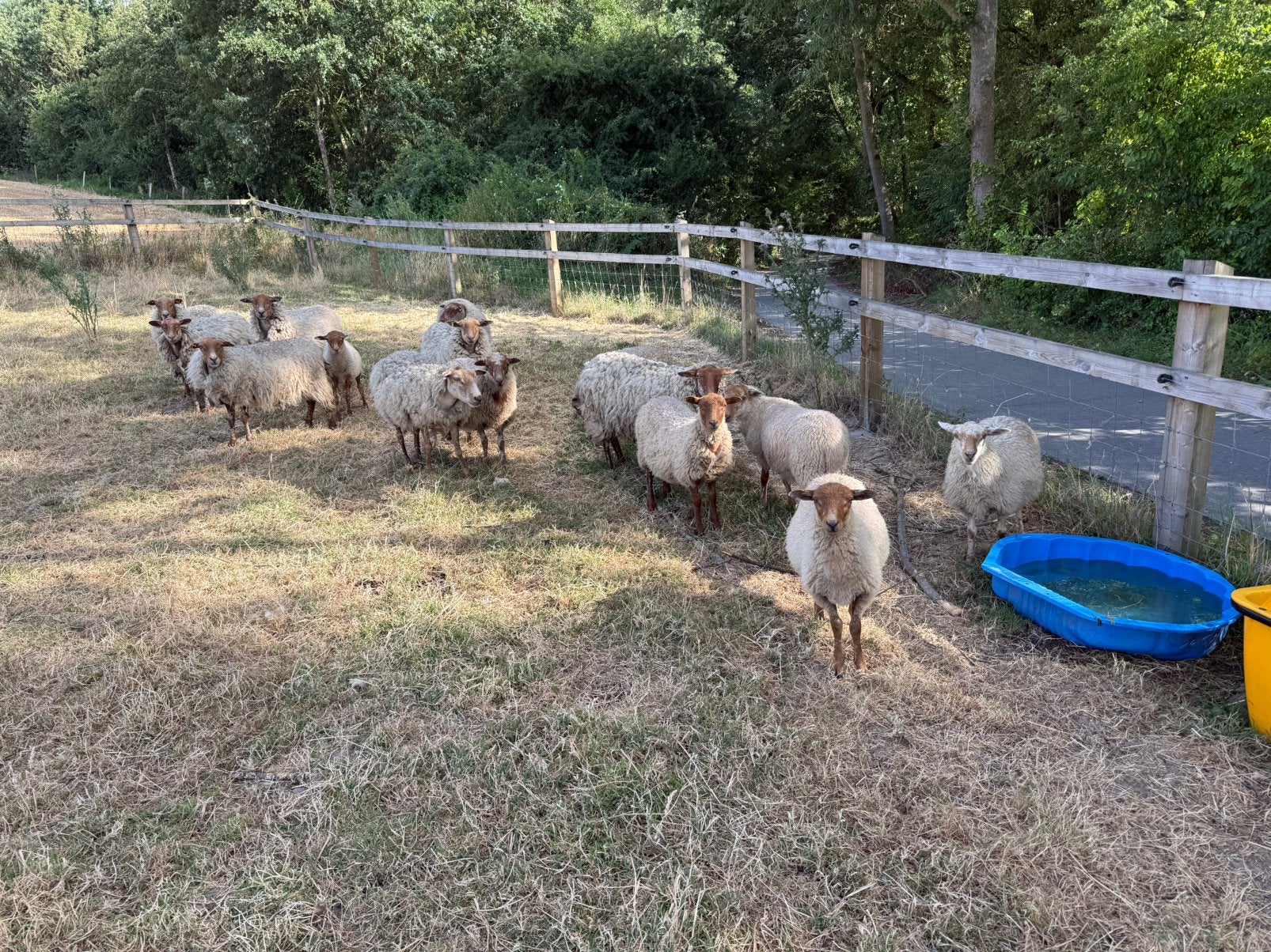 Houtlandschapen te koop, Animaux & Accessoires, Moutons, Chèvres & Cochons, Plusieurs animaux, Mouton, 0 à 2 ans