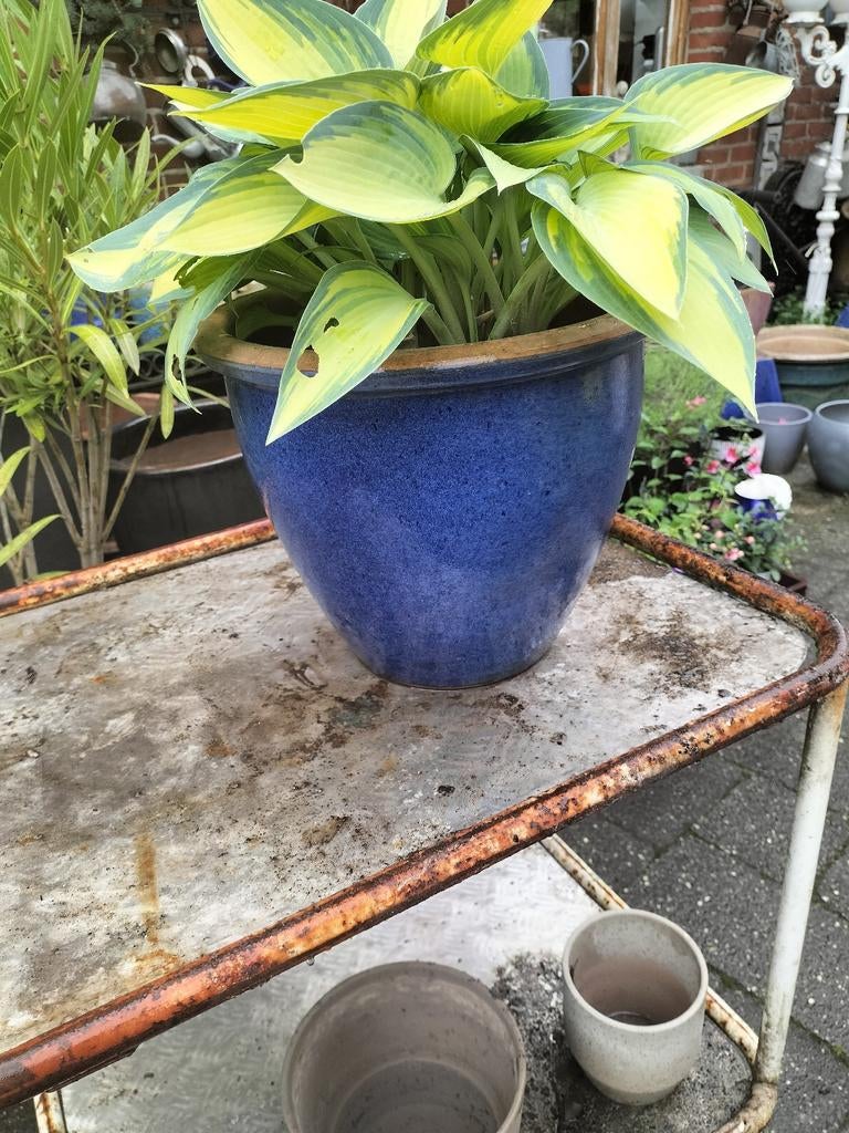 Hosta plant met paarse bloemen de pot niet erbij, Tuin en Terras, Ophalen